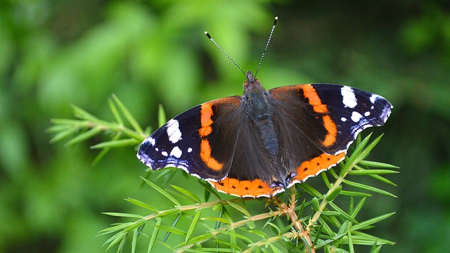 motýl babočka
