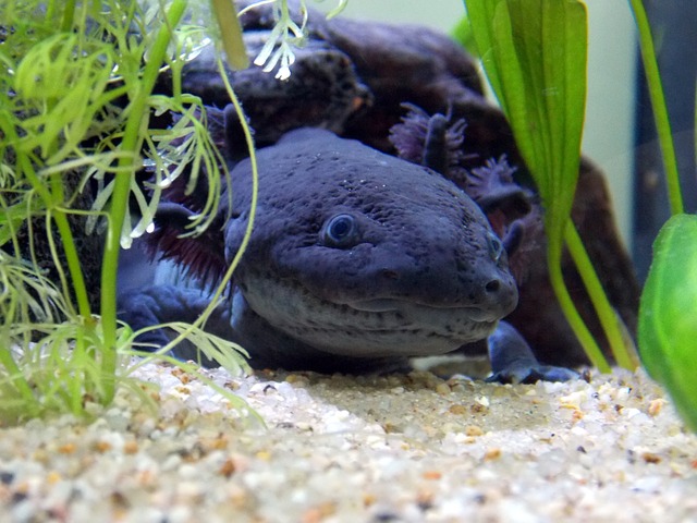 tmavý axolotl