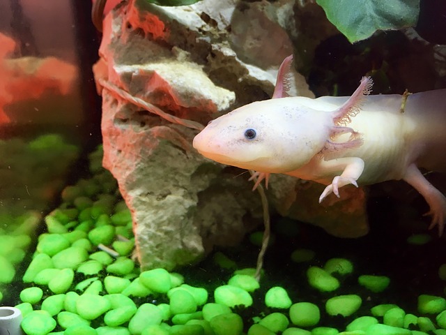 plovoucí axolotl